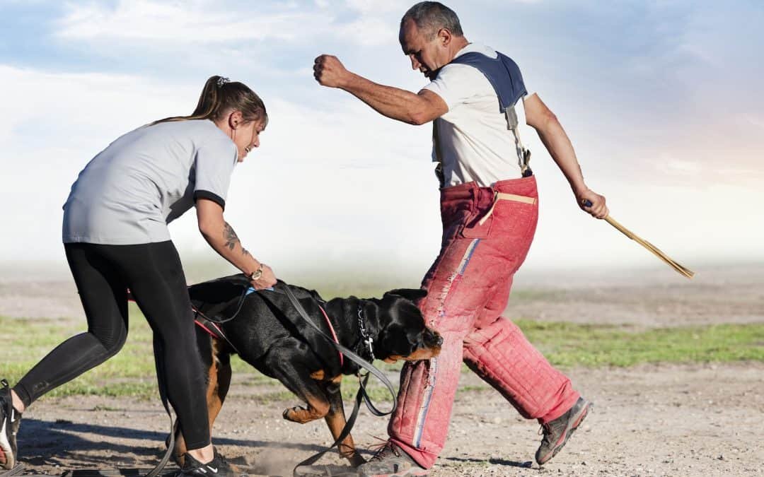 A Closer Look into Dog Attack Florida Laws